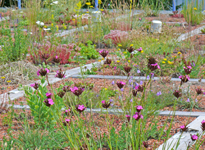 Plant screening